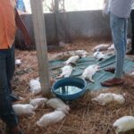 बिबट्याच्या हल्ल्यात 60 ससे ठार, तलासरीतील करजगावच्या ससेपालन शेडमध्ये घुसून ससे केले फस्त