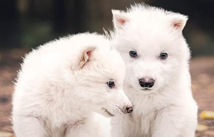 dire-wolf-