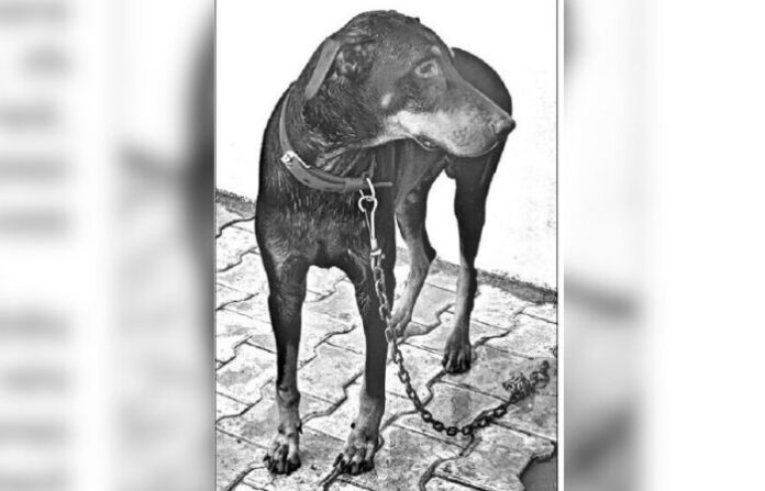 dog