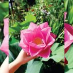 अनुबंध- स्पर्शाची पालवी