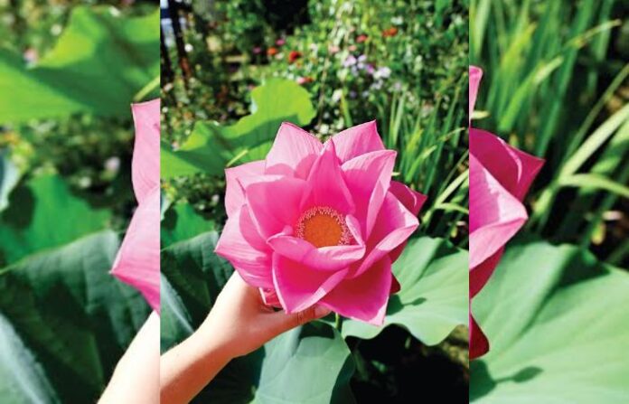 flower