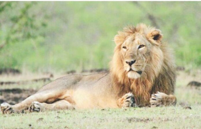 lion