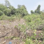 मीरा रोड, भाईंदरमध्ये राजकारणी-भूमाफियांचा धुडगूस, शेकडो एकर कांदळवनाची कत्तल करून उभारले टोलेजंग टॉवर