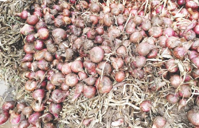 onion