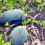 बेसुमार वाळूउपश्यामुळे ‘थडीं’ची शेती इतिहासजमा! पैठणपासून नांदेडपर्यंत गोदाकाठी फुलणाऱ्या ‘वाड्या’ नामशेष