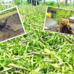 पिके जमीनदोस्त; शेतकऱ्यांच्या डोळ्यांत पाणी, मुसळधार पावसाने पुणे जिल्ह्याला झोडपले