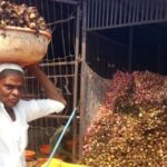 अवकाळीने चाळीतला कांदाही सडू लागला, शेतकरी मोठ्या अडचणीत