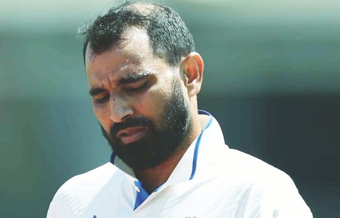 shami (1)