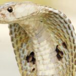 साय-फाय – विषावर उतारा