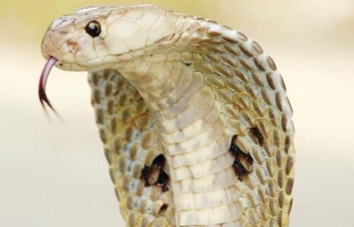 snake