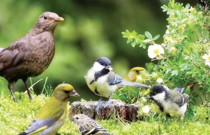_sound of birds