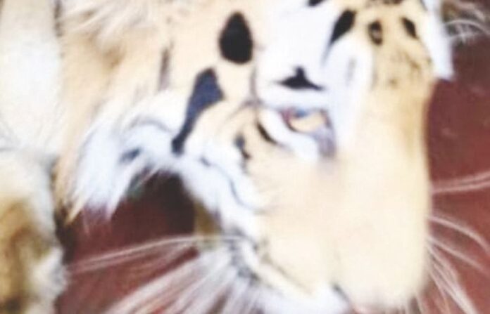 tigress