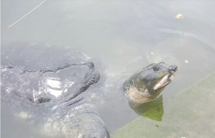 tripura tortoise