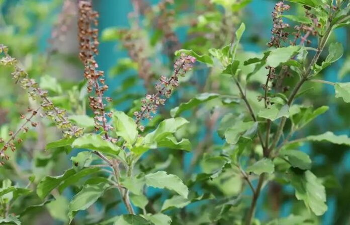tulsi