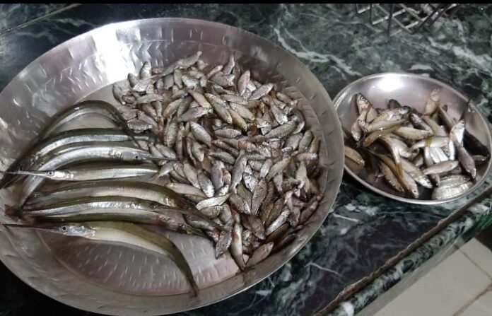 valgan fish