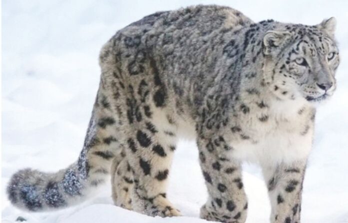 white leopard