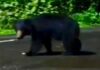 Bear sighting in Chiplun