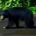 Bear sighting in Chiplun