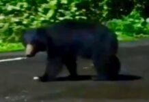 Bear sighting in Chiplun