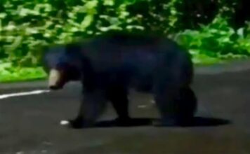 Bear sighting in Chiplun