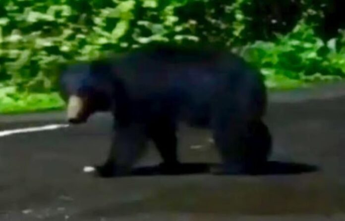 Bear sighting in Chiplun Bear sighting in Chiplun