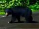 Bear sighting in Chiplun