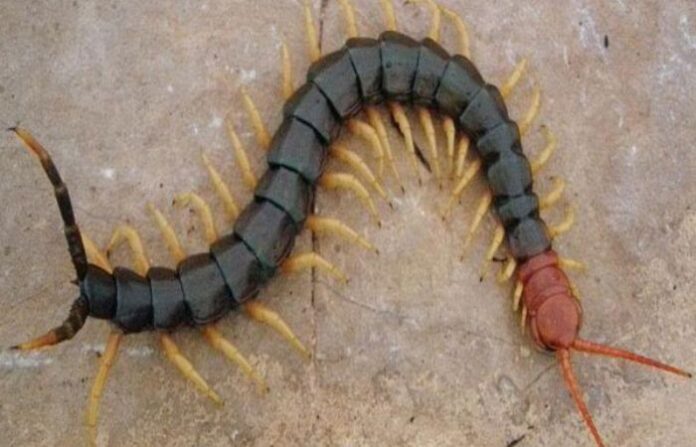 Centipede (1)