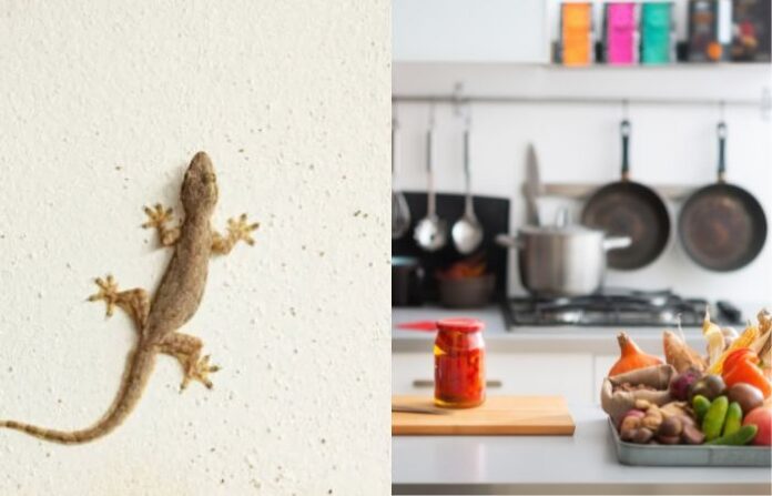 Lizard