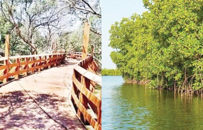 Mangrove Park