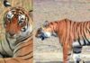 Ranthambore Tigress Arrowhead Dies at 11 from Brain Tumour; Granddaughter of Legendary Machhli