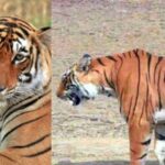 Ranthambore Tigress Arrowhead Dies at 11 from Brain Tumour; Granddaughter of Legendary Machhli