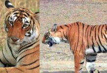 Ranthambore Tigress Arrowhead Dies at 11 from Brain Tumour; Granddaughter of Legendary Machhli