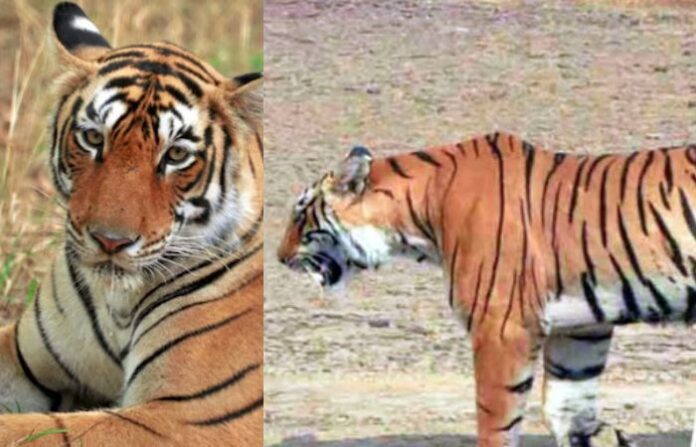 Ranthambore Tigress Arrowhead Dies at 11 from Brain Tumour; Granddaughter of Legendary Machhli Ranthambore Tigress Arrowhead Dies at 11 from Brain Tumour; Granddaughter of Legendary Machhli