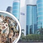 ‘बीकेसी’च्या ‘सेबी’ कार्यालयात साप आणि अजगरांचा सुळसुळाट, एकाच ठिकाणी आढळली बारा पिल्ले