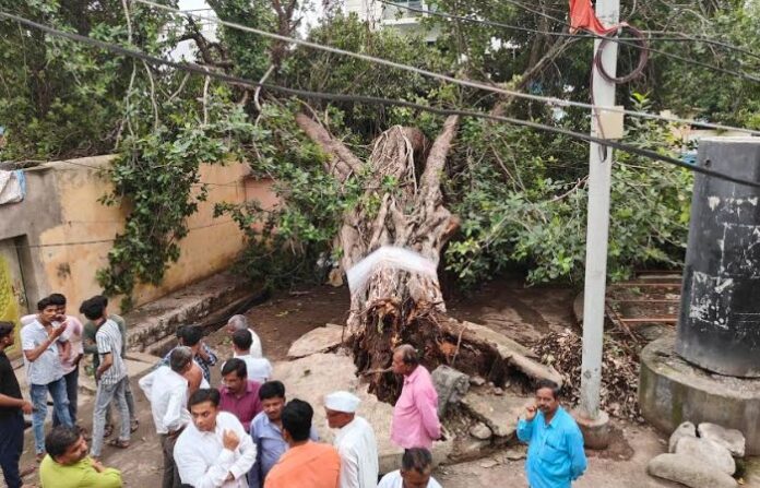 banyan tree