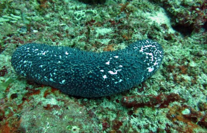 blue sea cucumber