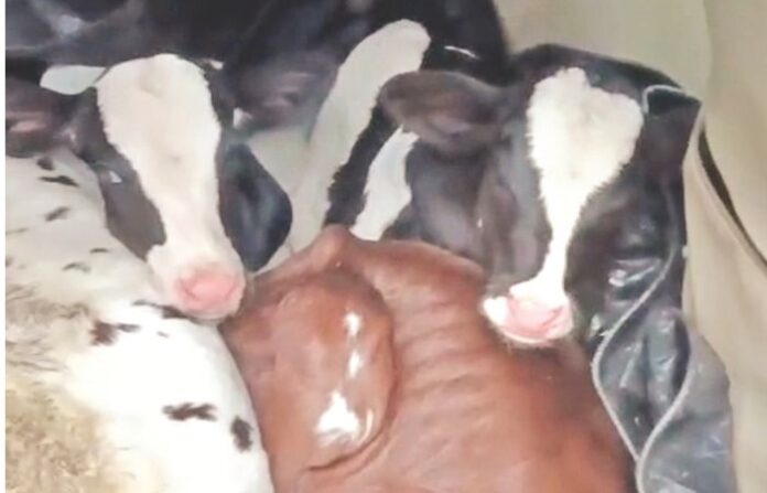 cow