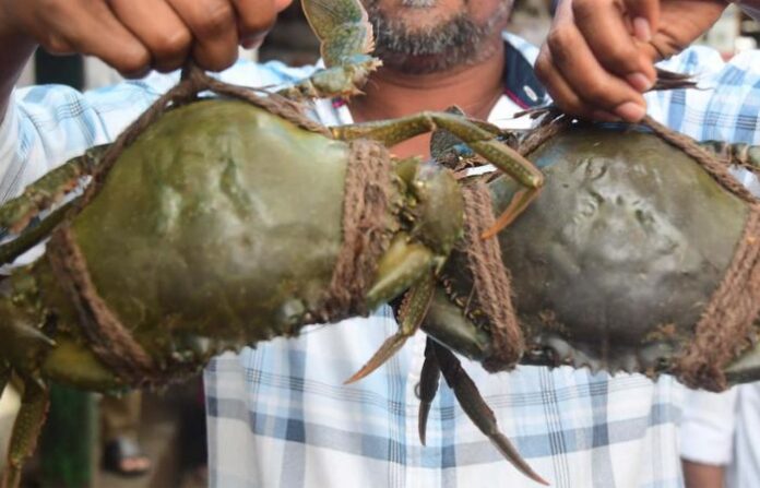 crab