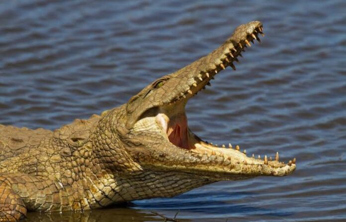 crocodile