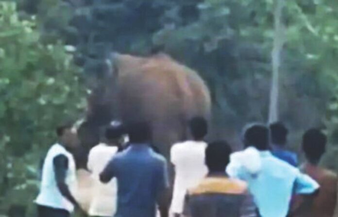 elephant