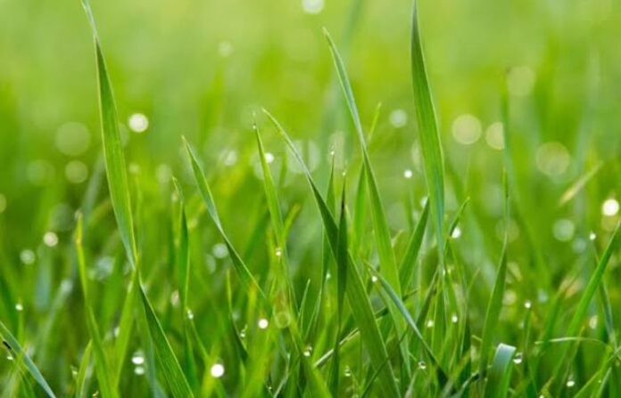 grass