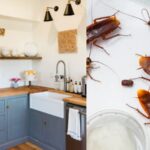 हे करून पहा- घरातील झुरळं घालवायची असतील तर…