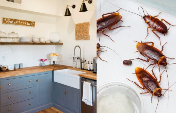 kitchen cockroach