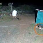 Satara News फडतरवाडीत बिबट्याची पुन्हा एंट्री, जेरबंद करण्यासाठी वनविभाग लावणार पिंजरा