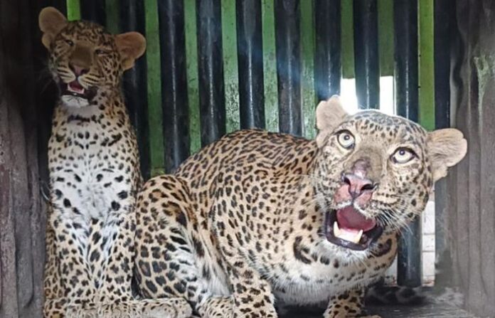 leopard