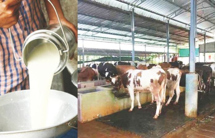 milk dairy