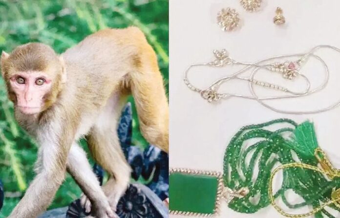 monkey