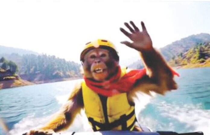 monkey blogger