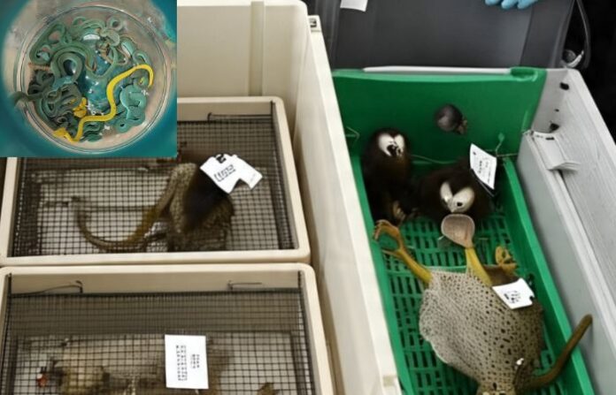 mumbai airport animal siezed
