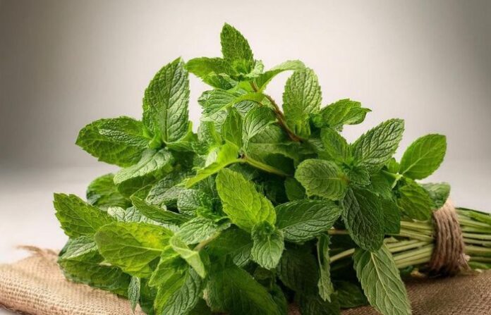 pudina